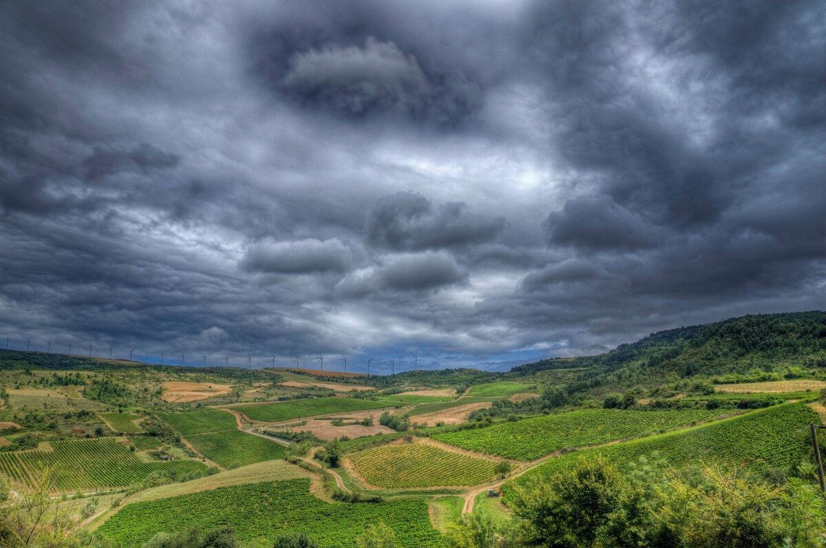 A vineyard landscape with rolling hills and a cloudy sky.
