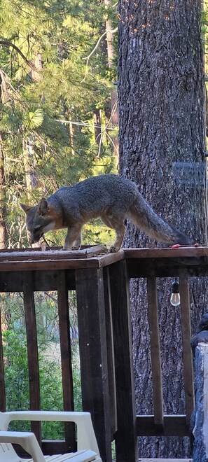Property grounds - Beary Happy Cabin (Arnold)