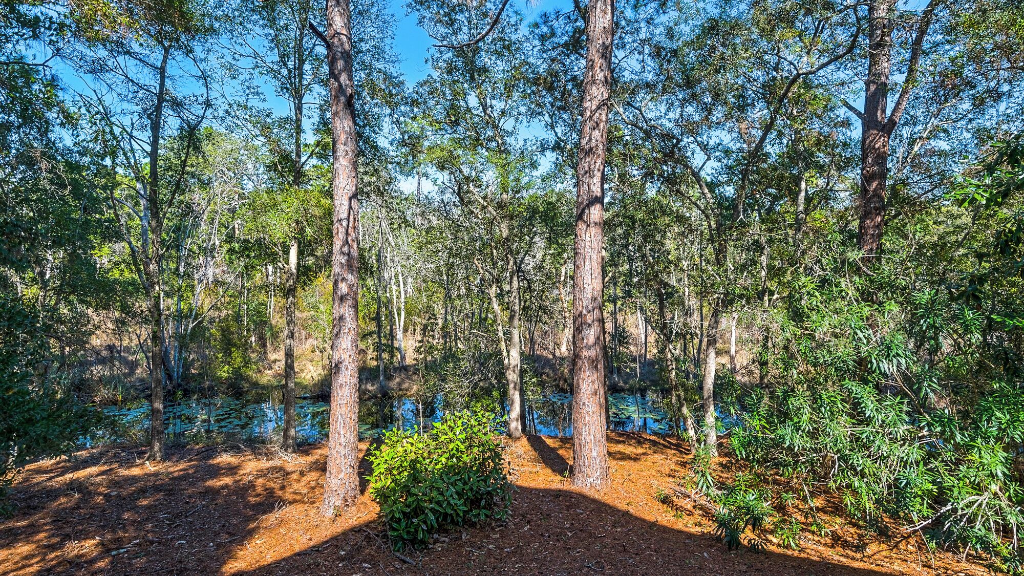 A forested area with tall trees and a clear blue sky.