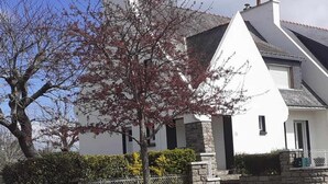 Ein weißes Haus mit Steinverkleidung, einer Steinmauer und einem Baum mit roten Blättern.