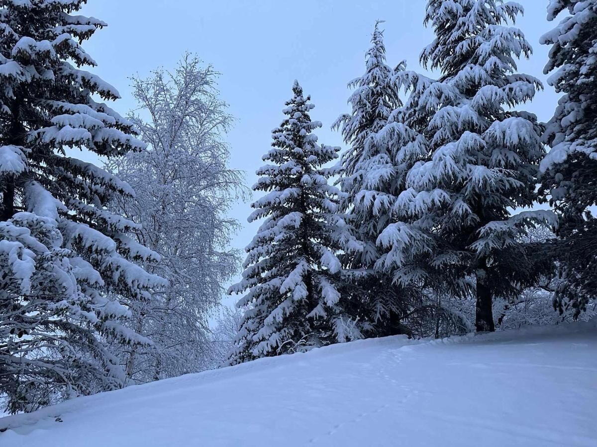 A snow-covered landscape with dense evergreen trees.