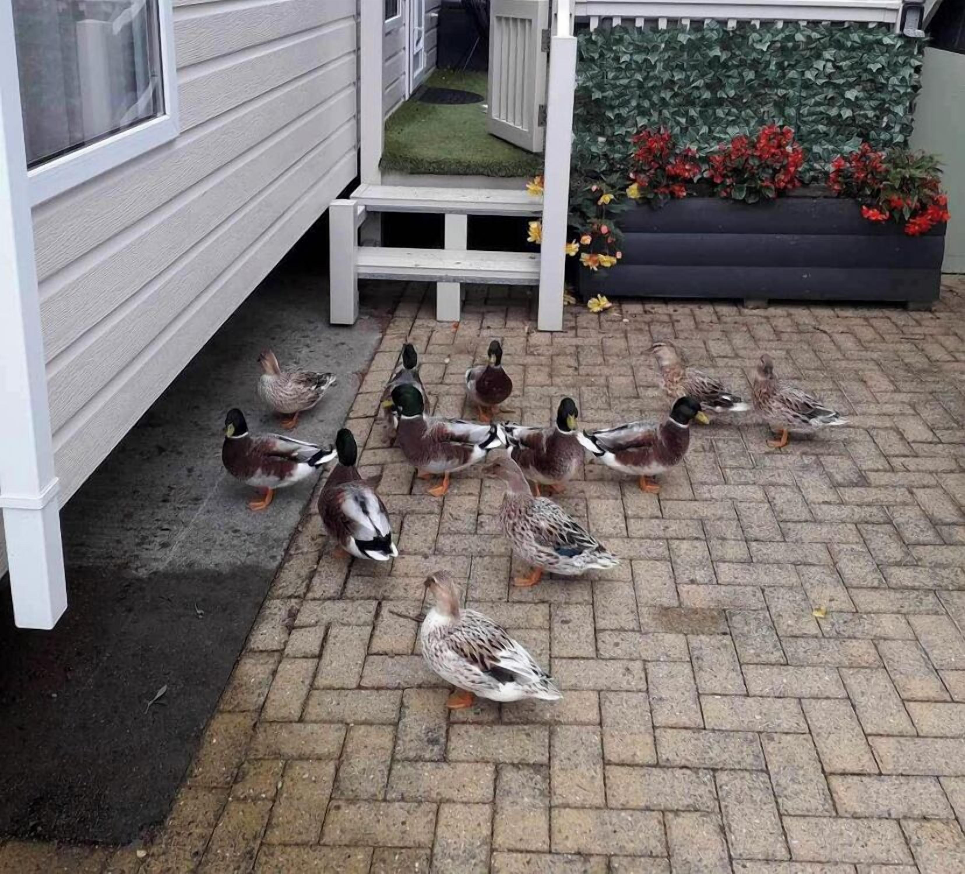 A group of ducks on a brick patio near a white building with a small step and a planter with flowers.