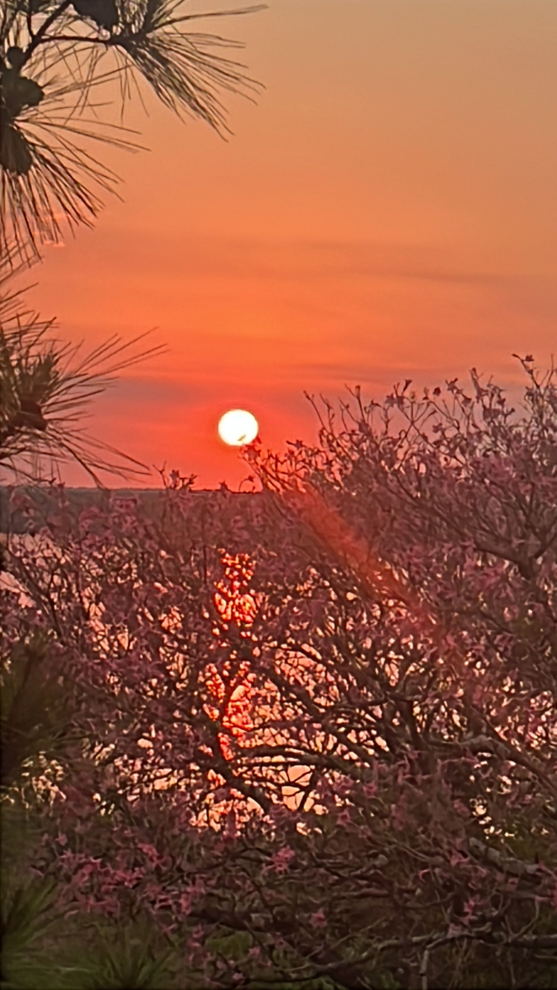 A sunset with a visible sun, trees, and a body of water.