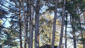Una casa moderna de dos pisos rodeada de árboles altos.