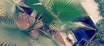 Riad Bjoujna