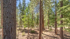 A forested area with tall trees and a wooden deck. - Viani Cabin (Carnelian Bay)