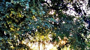 A garden with dense foliage and a pathway leading through it. - The Cattleya Guest House  (Sigiriya)