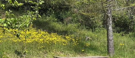 Taula de pícnic en una zona verda amb arbres i flors grogues.