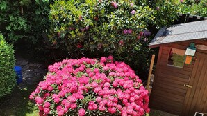 Un jardin agrémenté d’un grand arbuste aux fleurs roses, d’un abri en bois et d’une pelouse bien entretenue.