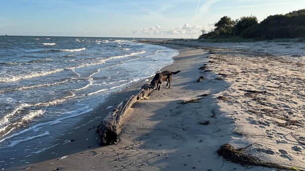 Una playa con olas, un perro y un bosque al fondo.