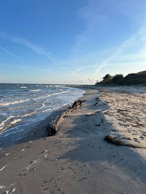 Une plage avec des vagues, un chien et une forêt en arrière-plan.