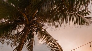 Una spiaggia con una sedia a sdraio di legno sotto una palma, con vista sull'oceano al tramonto.