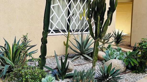 A garden with various cacti and succulents, a lattice window, and a beige wall. - 2 Bedroom Apartment in Marrakech (Marrakech)