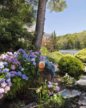 Eine Person kümmert sich um Hortensienbüsche in einem Garten mit einem See und einem Haus im Hintergrund.