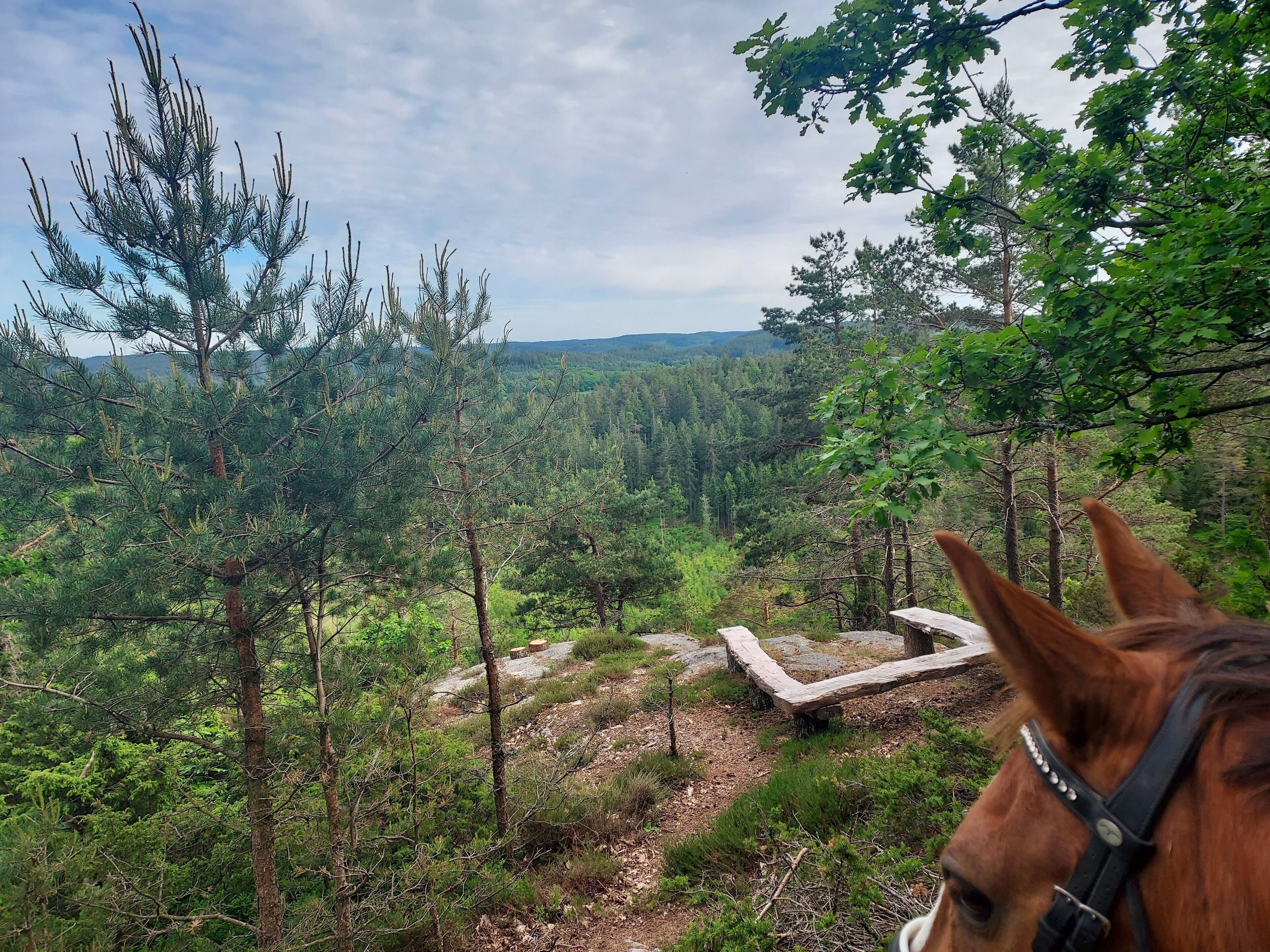 A horse with a halter in a forested area with a clear view of the surrounding landscape.