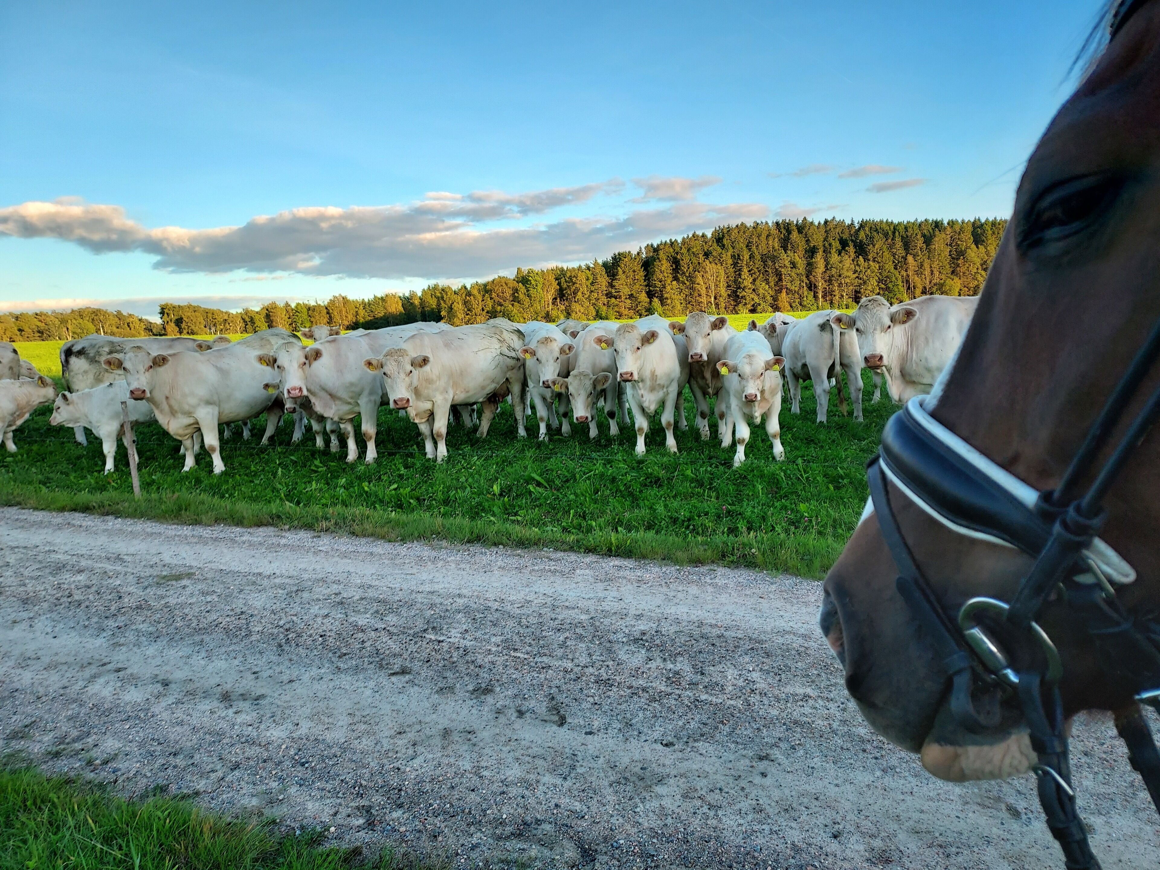 A herd of cattle in a field with a forest in the background.