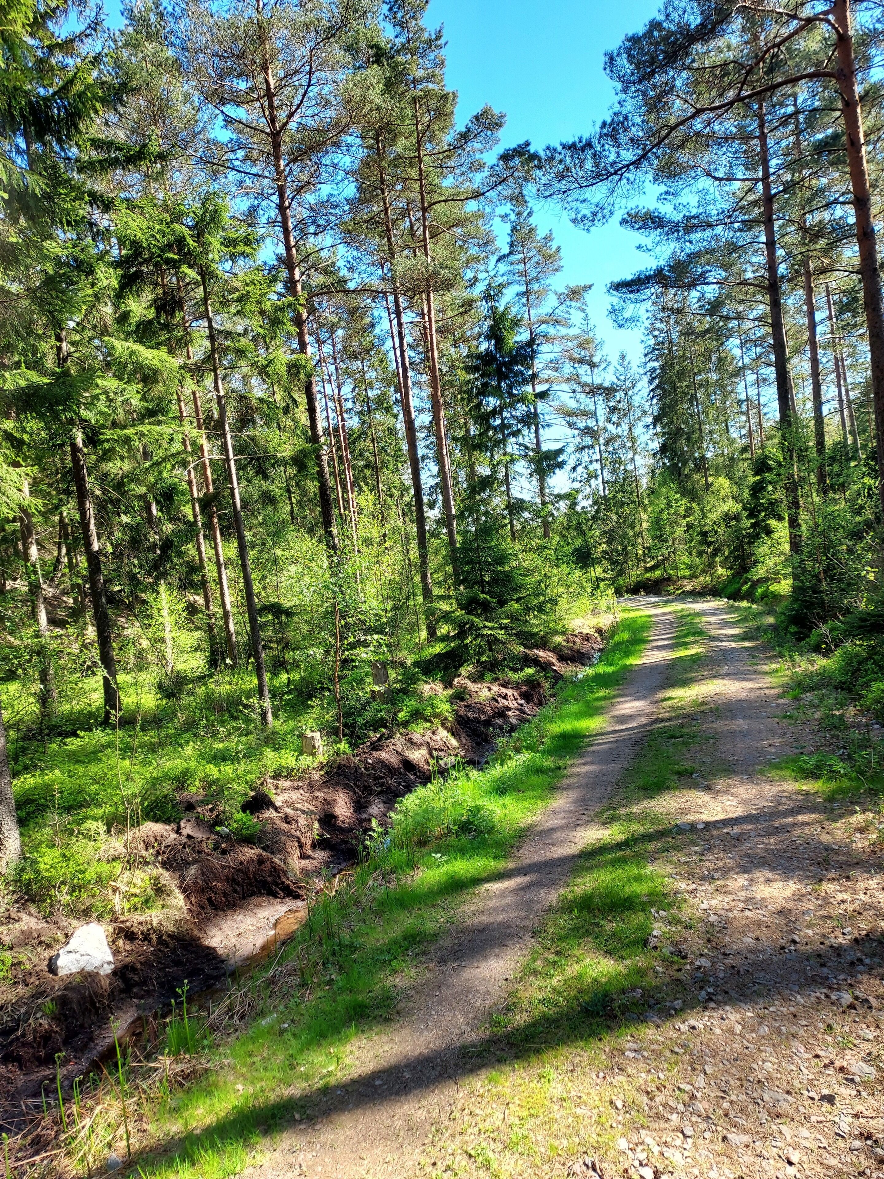En skogstig med höga träd och en klar, blå himmel.