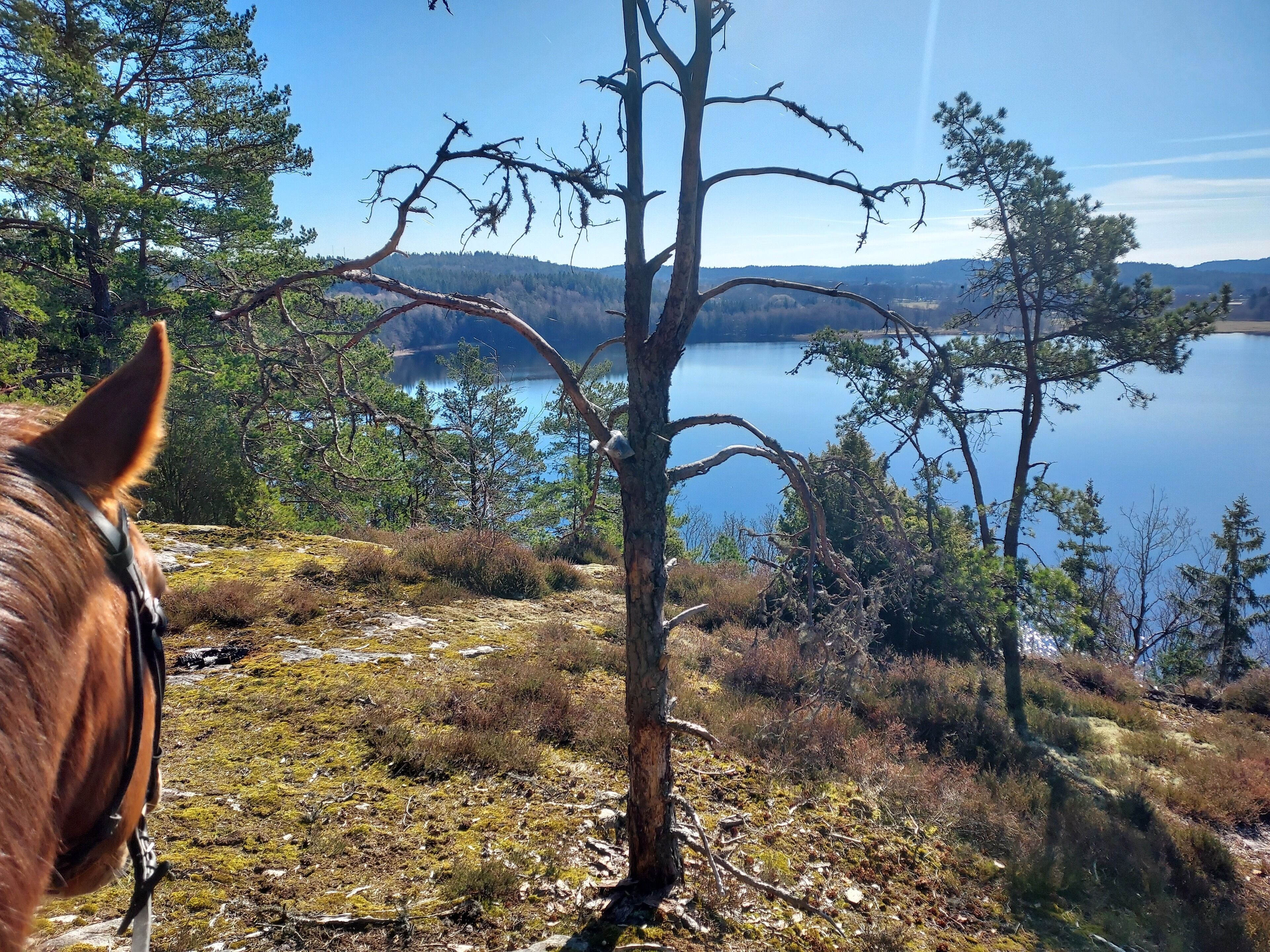 A horse near a lake with trees and a clear sky.