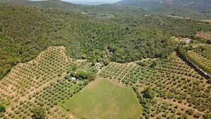 An aerial view of a vineyard with rows of grapevines, a central open field, and a small building surrounded by trees. - Beautiful private villa for 3 guests with A/C, hot tub, TV, veranda, pets allowed and panoramic ... (Castiglione Della Pescaia)
