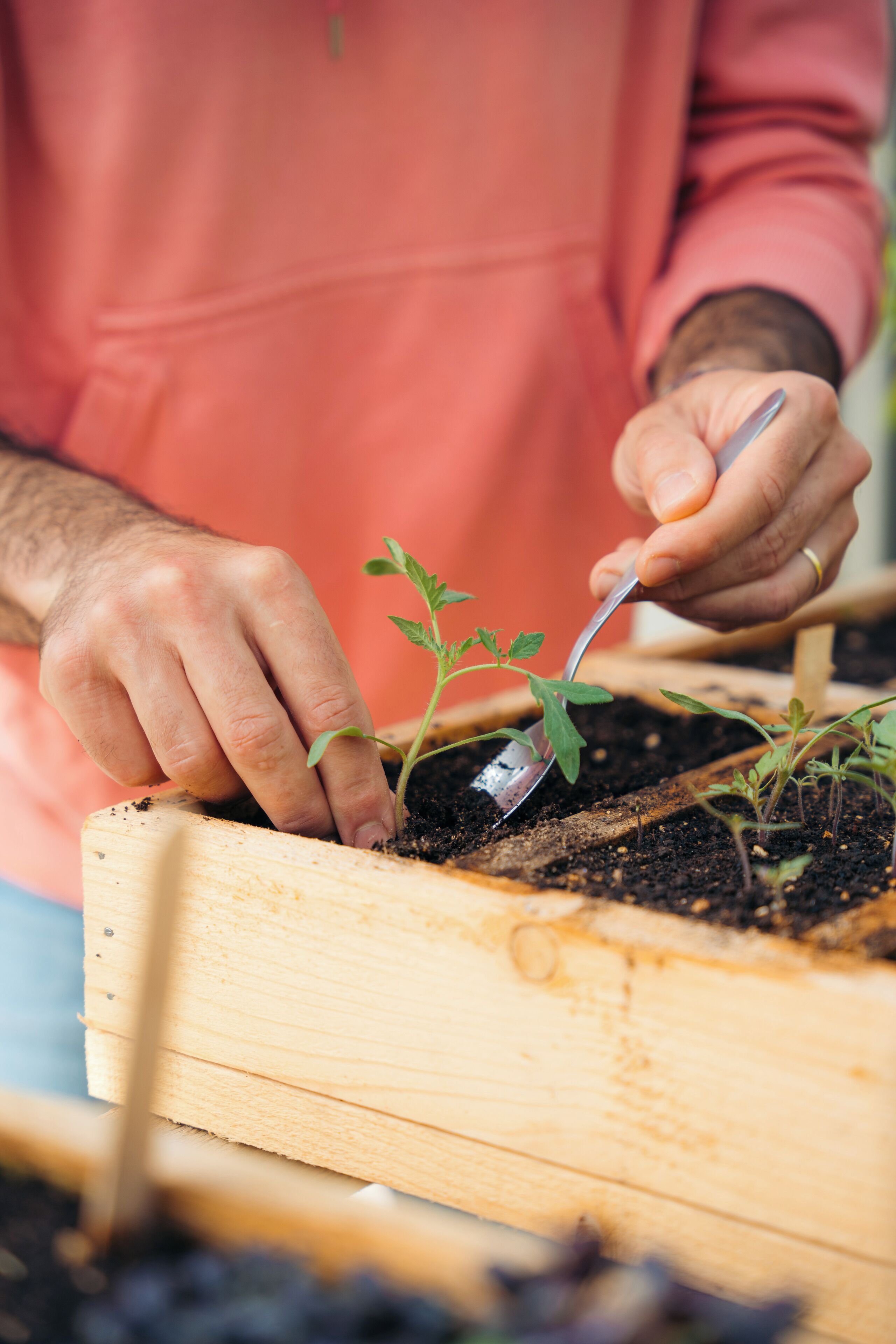 Una persona plantando una plántula en una jardinera de madera.