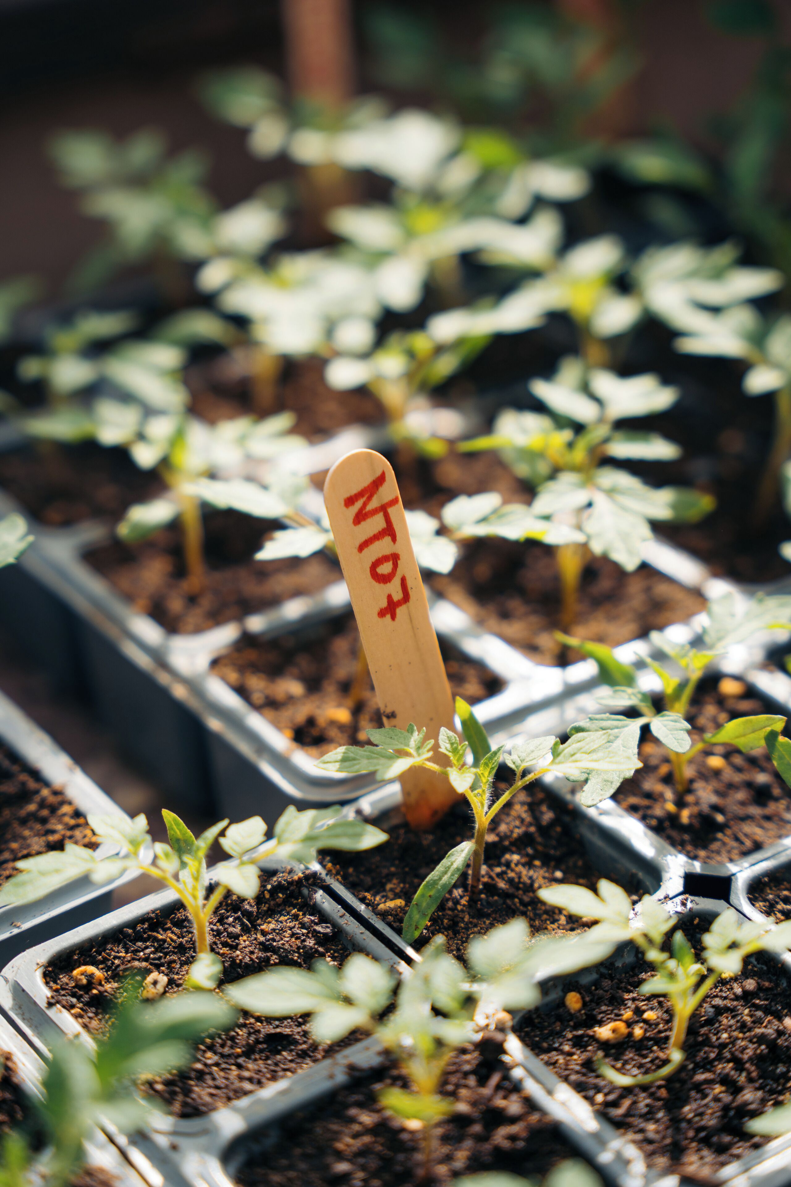 Une rangée de jeunes plants dans une serre, avec des étiquettes sur des bâtonnets.