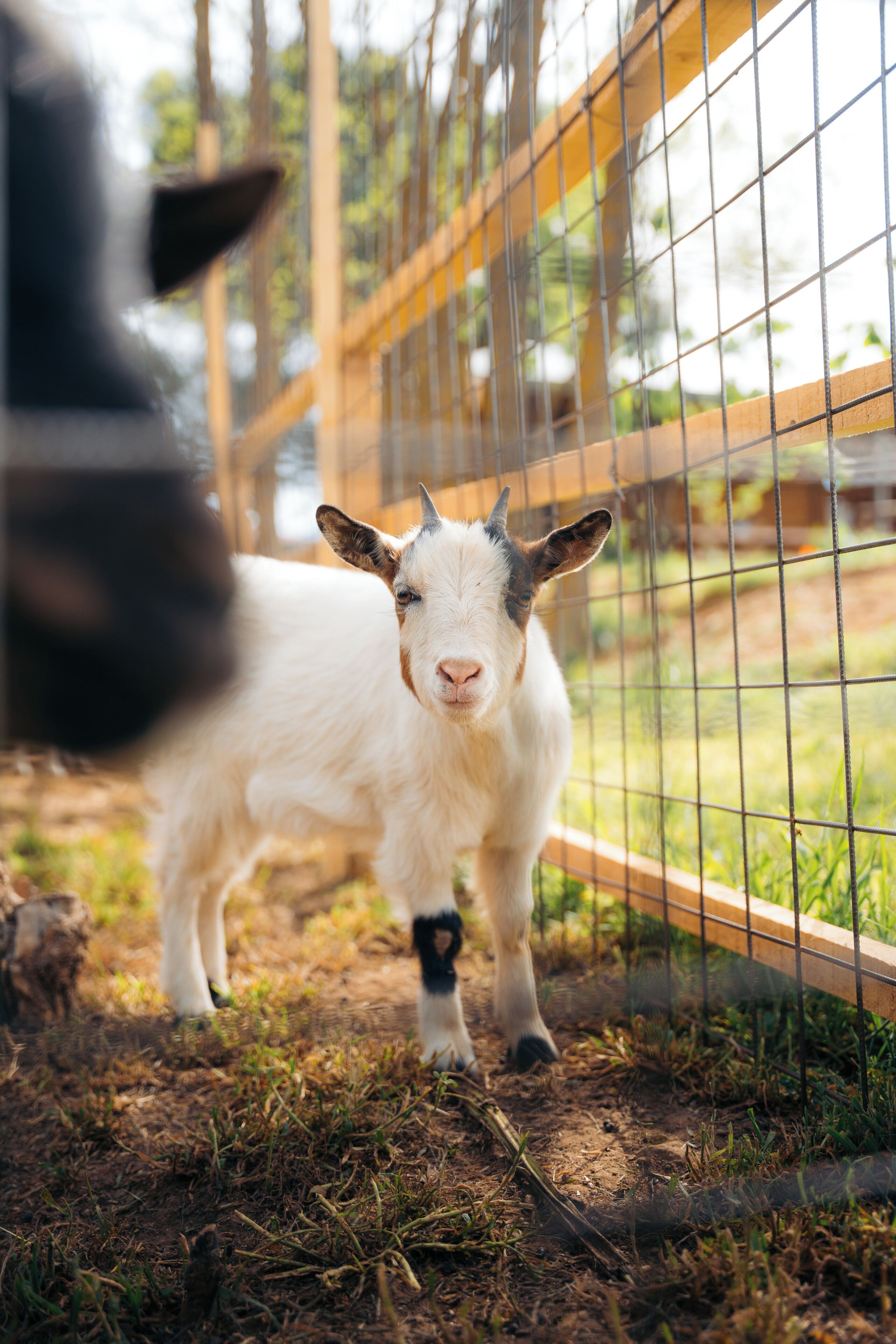 A goat in a fenced area with a wooden post and wire fence.