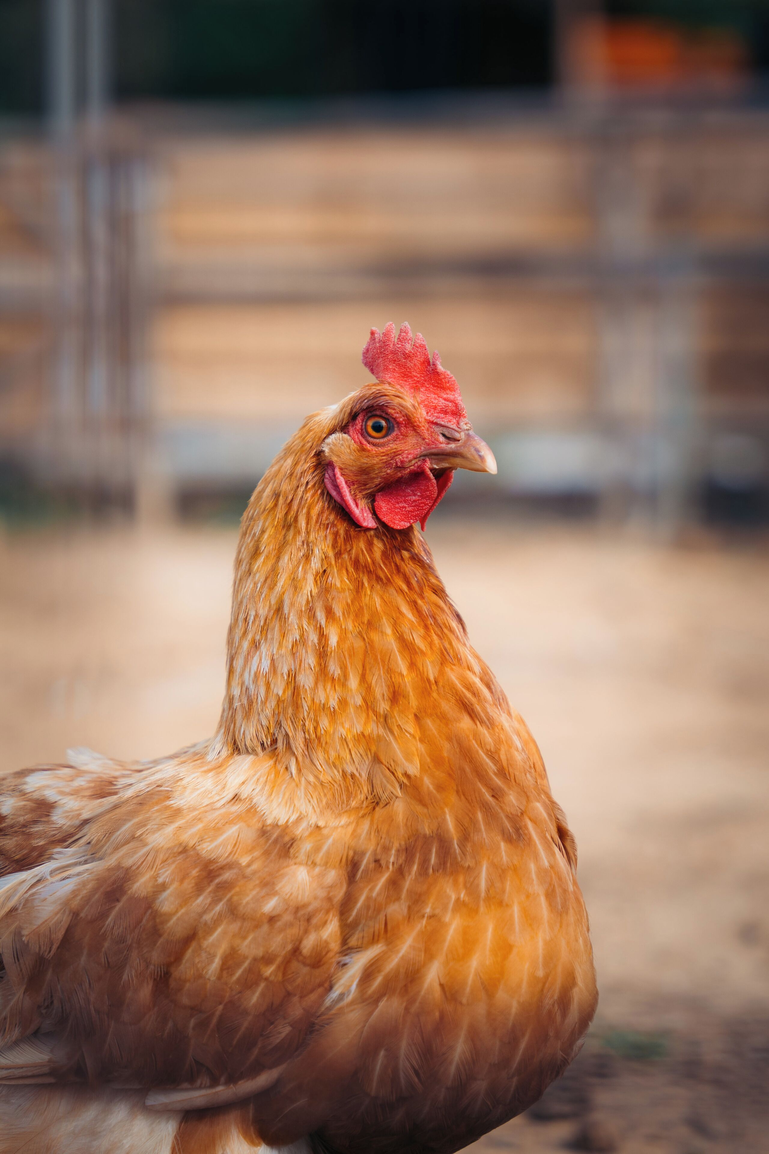 A close-up of a chicken with a red comb and wattle, standing on a dirt ground.