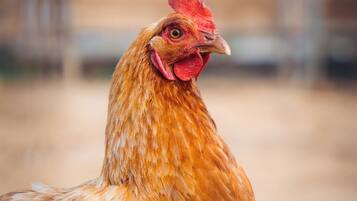A close-up of a chicken with a red comb and wattle, standing on a dirt ground.