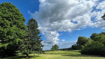 A grassy field with trees and a clear sky.