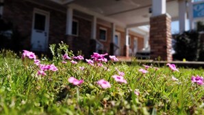 A building with a covered outdoor area and a grassy foreground with pink flowers. - Gloria - Offshore Beach Club (Buxton)