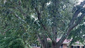 Ein angelegter Garten mit einem gewundenen Weg, einem großen Baum und einem Backsteingebäude im Hintergrund.