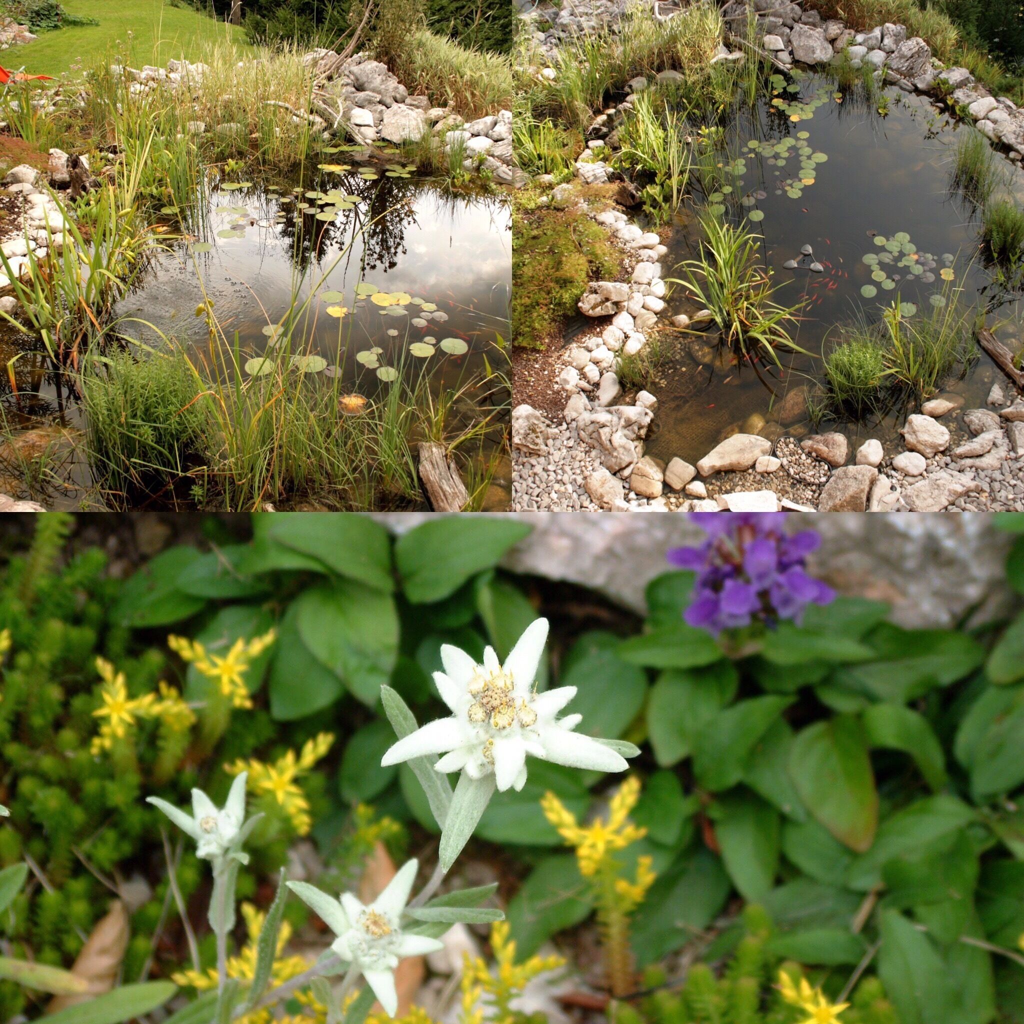 A pond surrounded by rocks and vegetation, with water lilies and various plants.