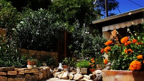 A stone-paved patio with potted plants and a wooden fence. - Villa Lapis Vis - Treat yourself with the vacation you deserve! (Rukavac)
