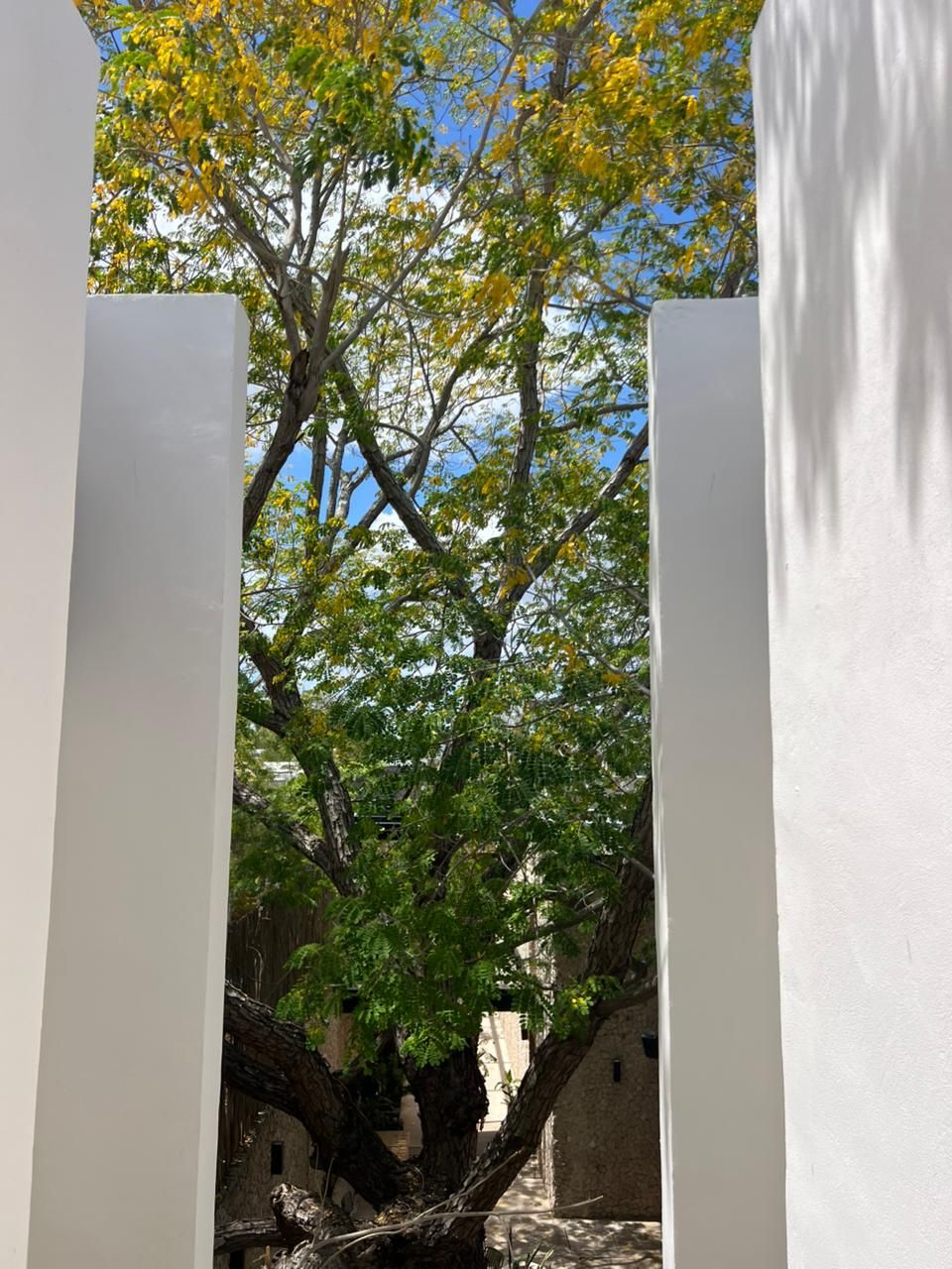 A tree with green and yellow leaves in a courtyard with white walls.