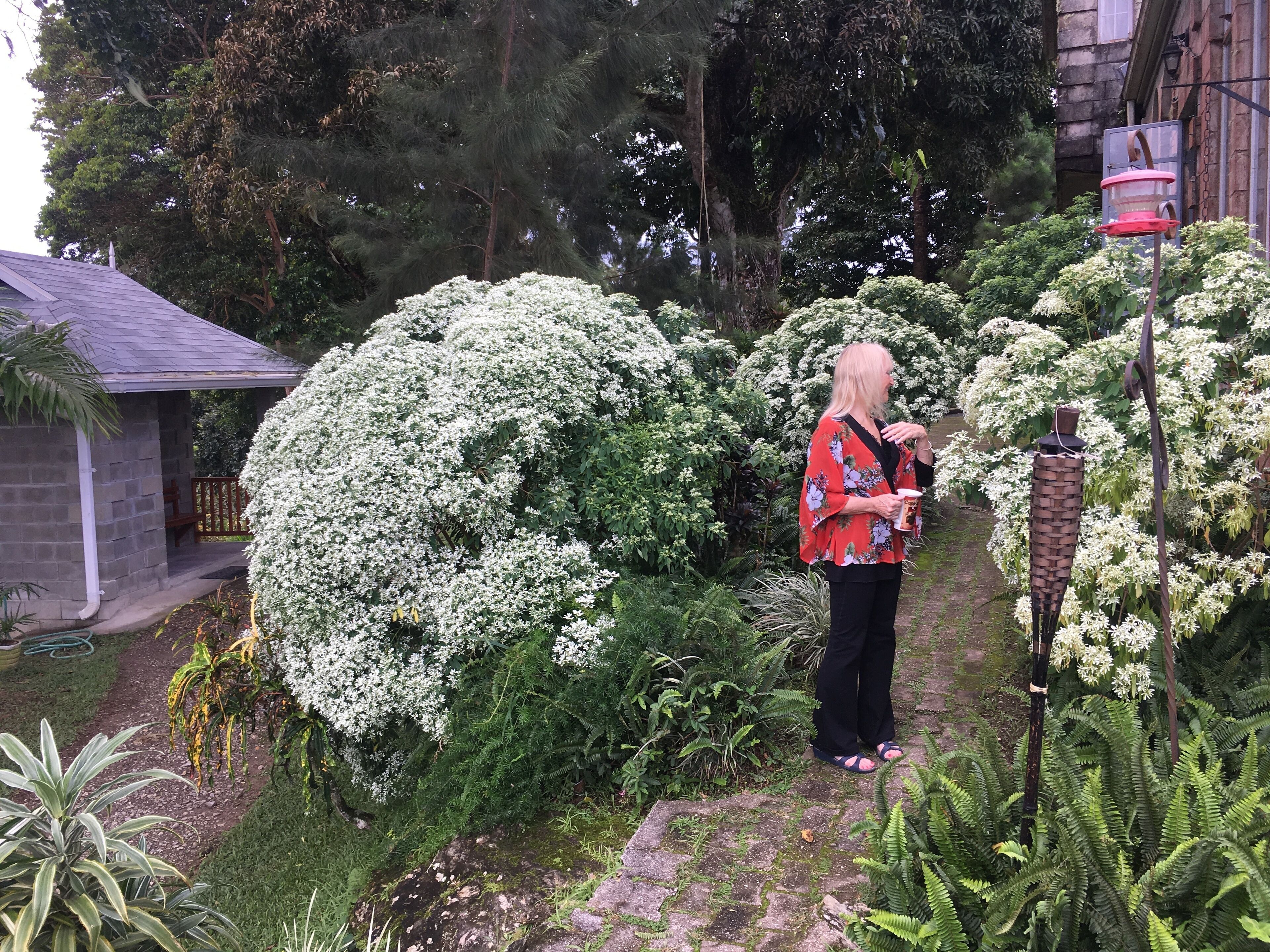 Une femme se tient dans un jardin, entourée d’arbustes à fleurs blanches et de fougères.
