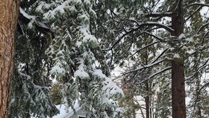 Eine Holzhütte mit überdachter Terrasse, umgeben von schneebedeckten Bäumen.