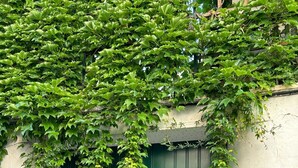 A green gate with a white wall and some greenery growing over it.