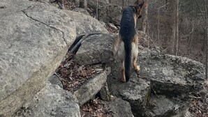 Ein Hund steht auf Felsen in einem Wald, im Hintergrund ein Sonnenuntergang und Bäume.