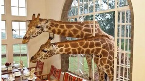 A dining area with a table set for two, a giraffe standing on the windowsill, and another giraffe leaning against the window. - Skyview loft retreat Apartment, Smarthome Yaya (Nairobi)