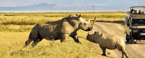 A safari vehicle on a dirt road with a large rhinoceros and a smaller one in the foreground. - Cozy Stay Kilimani/Valley Acarde
 (Nairobi)