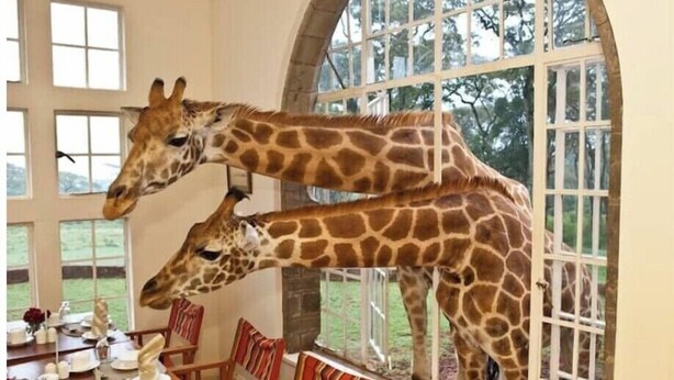 A dining area with a table set for a meal, a giraffe standing by the window, and another giraffe leaning against the window frame.