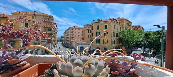 A balcony with succulent plants and a view of a street with buildings.