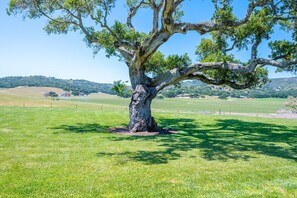 A large tree in a grassy field with a clear sky and distant hills.