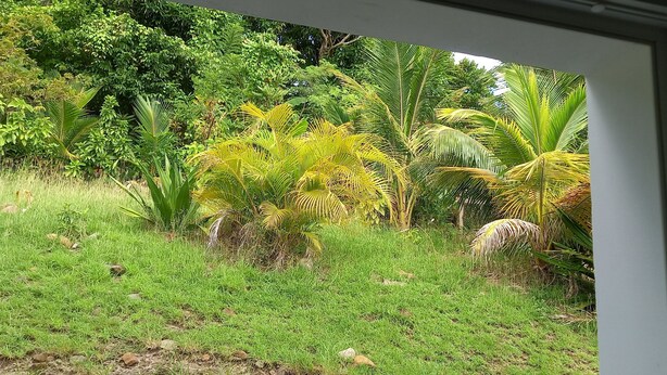 Un jardin luxuriant, avec une variété de plantes tropicales et une zone herbeuse.