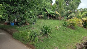 Un jardin luxuriant, avec une variété de plantes et un chemin dallé.