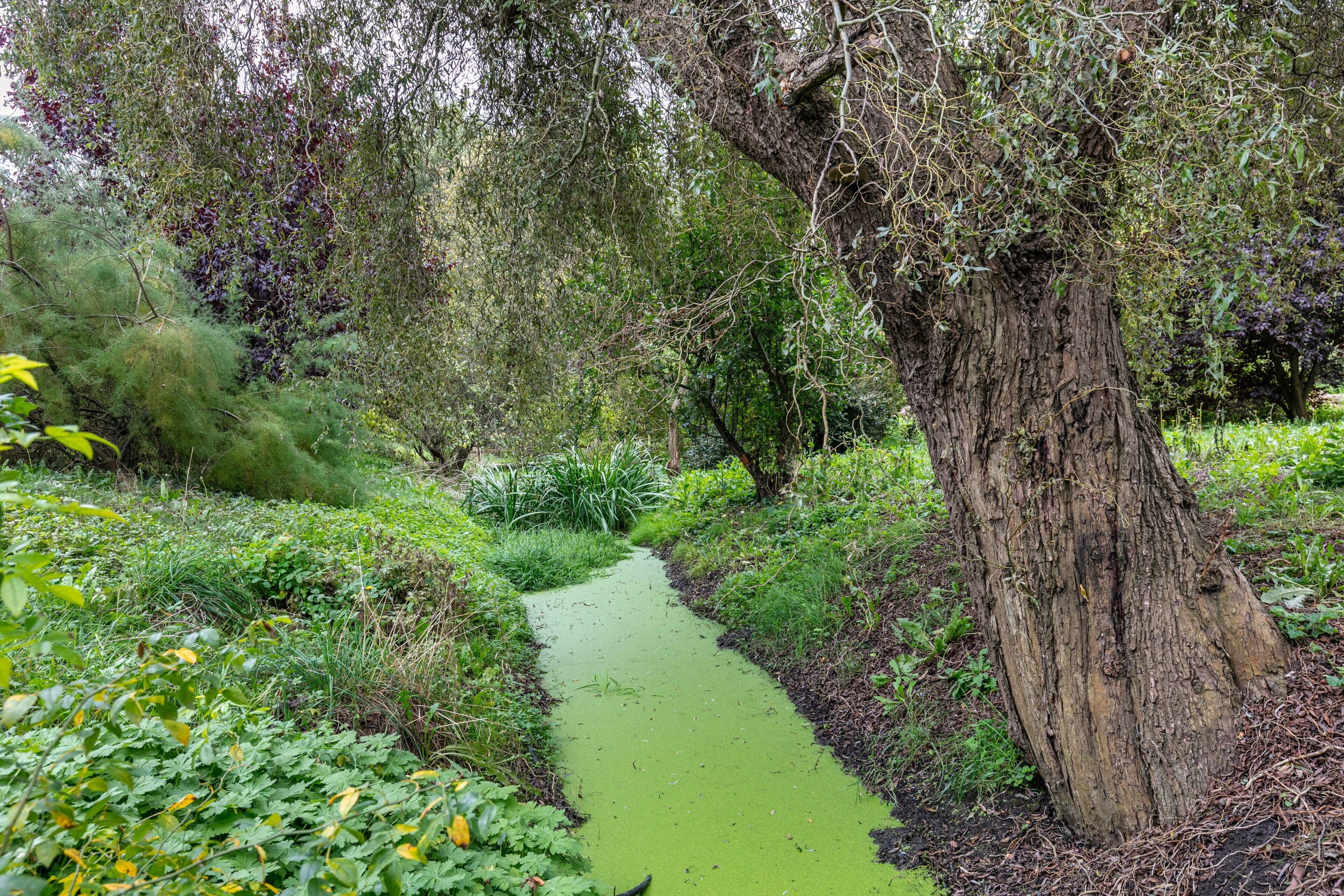 Een smalle watergang, omringd door weelderige begroeiing en bomen.