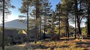 Un quartier résidentiel où les maisons sont entourées de grands pins, avec un ciel dégagé et une montagne en arrière-plan.