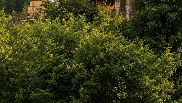Une cabane en bois à plusieurs étages, dotée de balcons et entourée d’une forêt dense.