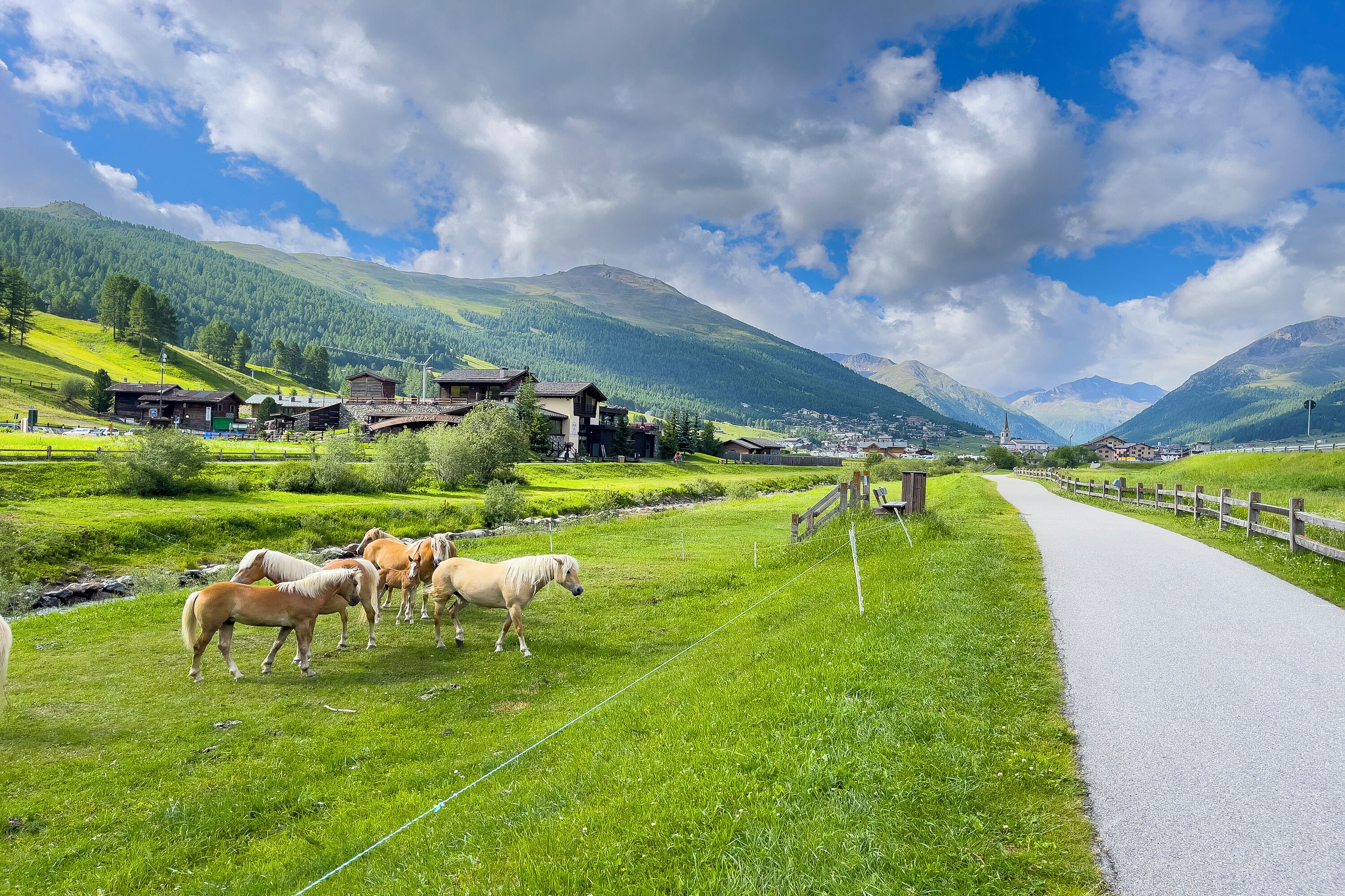 A rural landscape with a paved road, a wooden fence, and a group of horses grazing.