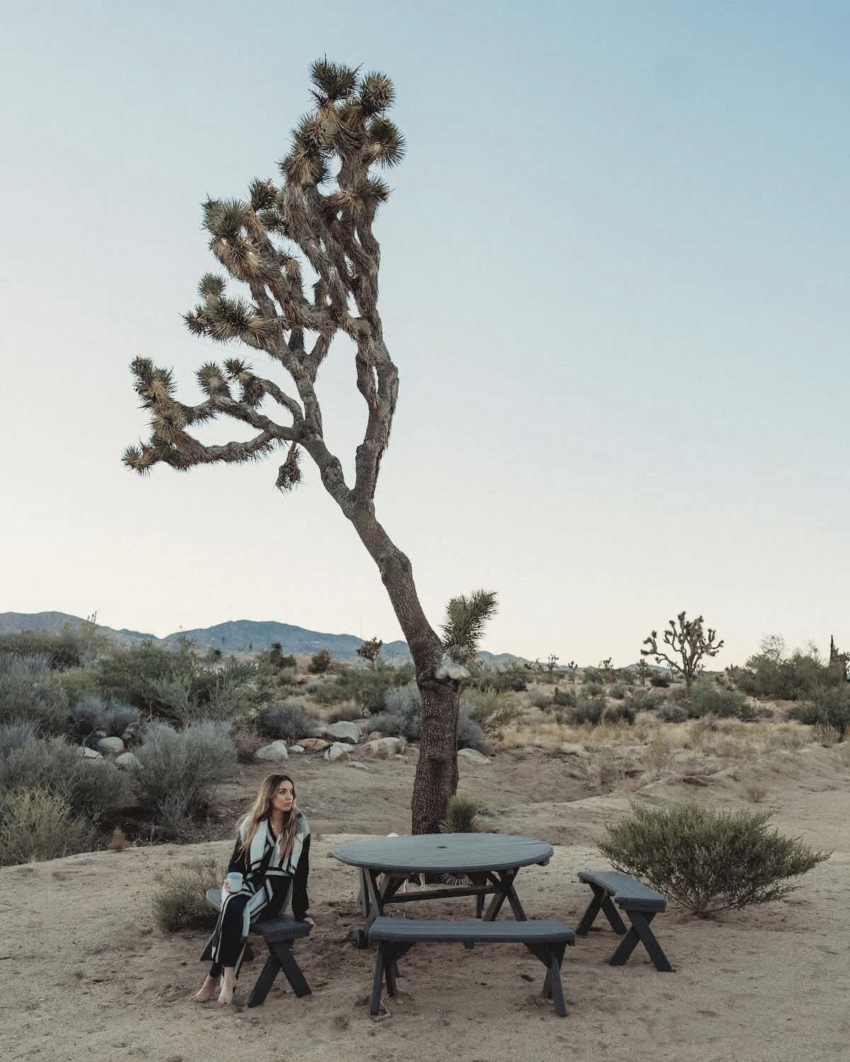 Un paysage désertique avec un grand arbre de Josué, une table de pique-nique et des bancs.